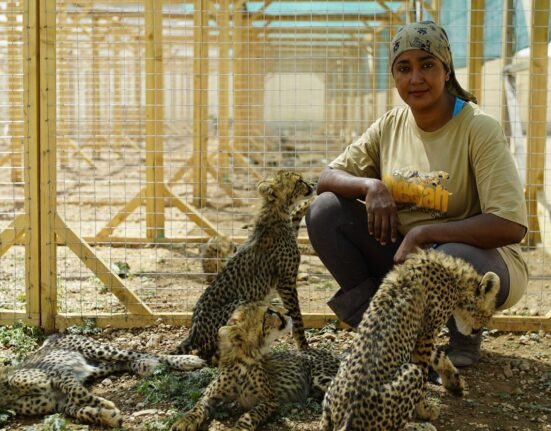 Wildlife Conservation Efforts in Somalia